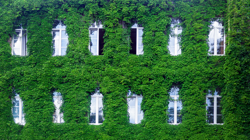 Green wall in a sustainable building, with vertical garden in the facade